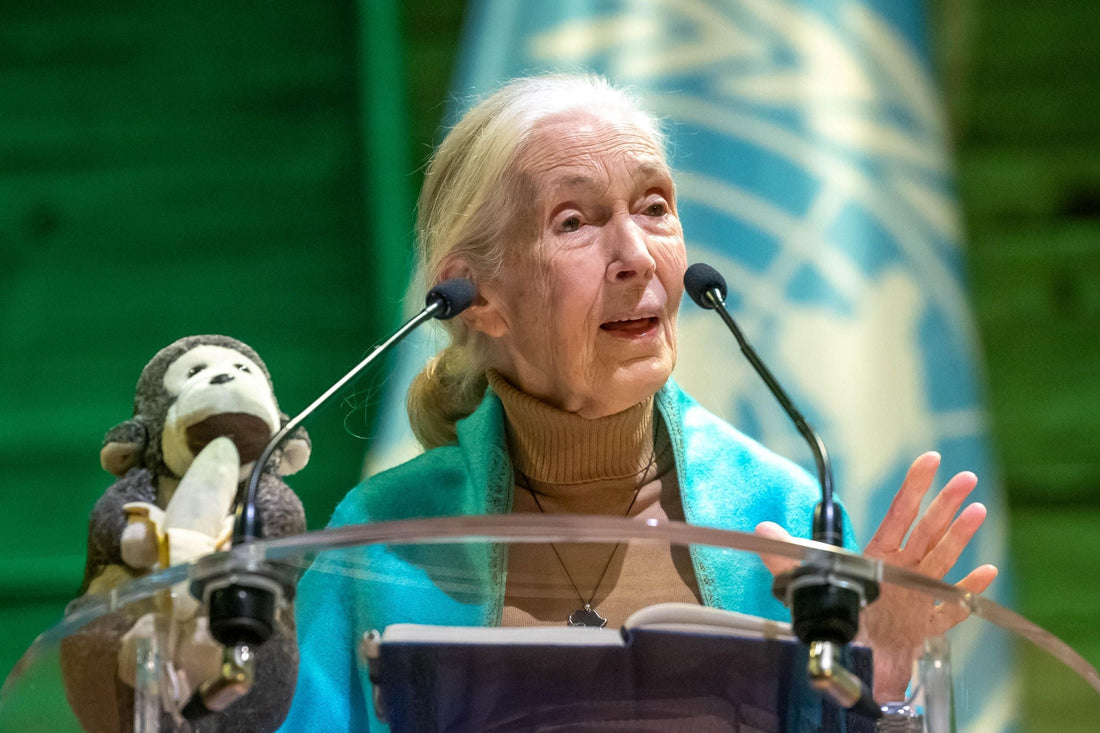 ¿Quién es Jane Goodall?